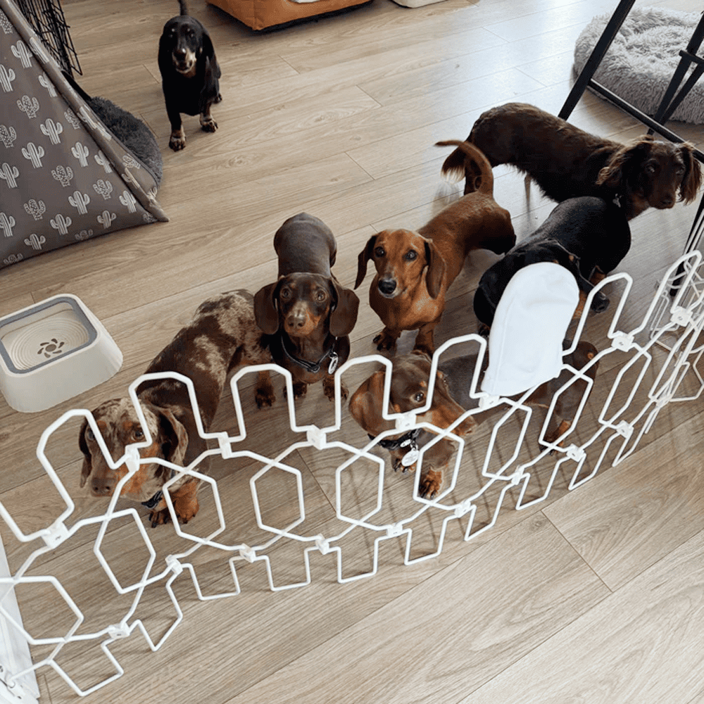 Dog Safety Gate Plus – Extra Strong, No-Drill Pet Gate for Stairways, Doorways & Hallways | Easy One-Hand Use, No Wall Damage